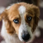 Собака крупним планом дивиться прямо в очі, виразний уважний погляд