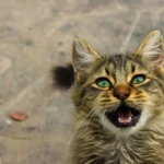 Смугастий короткошерстий кіт із розкритим ротом нявчить, дивлячись угору, ніби кличе господаря