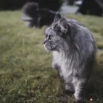 Кіт із піднятим хвостом демонструє мову тіла