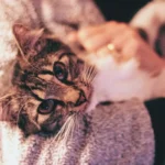 Смугастий кіт спокійно лежить удома в теплому світлі, вуха добре видно крупним планом