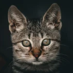 Крупний план морди смугастого кота на темному тлі, очі відбивають світло