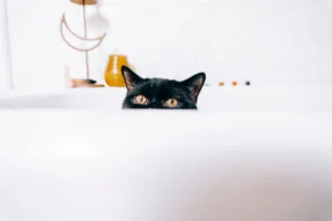 Чому коти бояться води: як купати без стресу