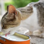 Смугастий кіт хлебче молоко надворі сонячного дня