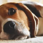 Спокійний бігль із довгими висячими вухами лежить і відпочиває, добре видно довге вухо породи