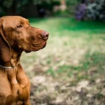 Руда вижла з оксамитовою шерстю спокійно сидить у саду в теплому надвечірньому світлі