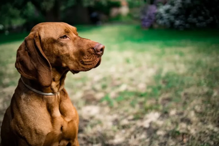 Фонд Friends and Vets Helping Pets дарує безцінні усмішки багатьом