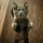 Кошеня дивиться на миску з молоком