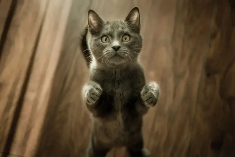 Чи можна кошенятам молоко?