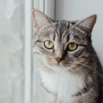 Уважний сірий смугастий кіт сидить біля вікна й допитливо дивиться просто в кадр