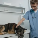 Собака на огляді у ветеринара