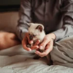 Крихітне пухнасте кошеня лежить на долонях людини й допитливо дивиться вгору