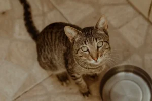 Як обрати найкращий корм для кошеняти