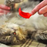 Кота спокійно вичісують м'якою щіткою вдома, видно зайву шерсть на покриві