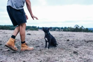 Як навчити собаку слухатися: 4 навички для вихованого пса