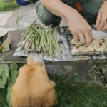 Собака сидить біля столу з літніми закусками на барбекю