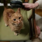Рудого кота спокійно розчісують щіткою вдома, поки він сидить у кріслі
