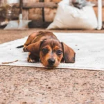 Молода такса відновлюється після операції з приводу міжхребцевої грижі