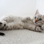 Кошеня сидить біля лотка