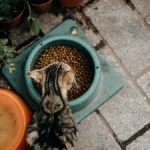 Смугастий кіт їсть сухий корм із миски вдома