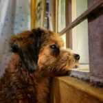Коричневий собака сумно дивиться у вікно, чекаючи на господаря вдома
