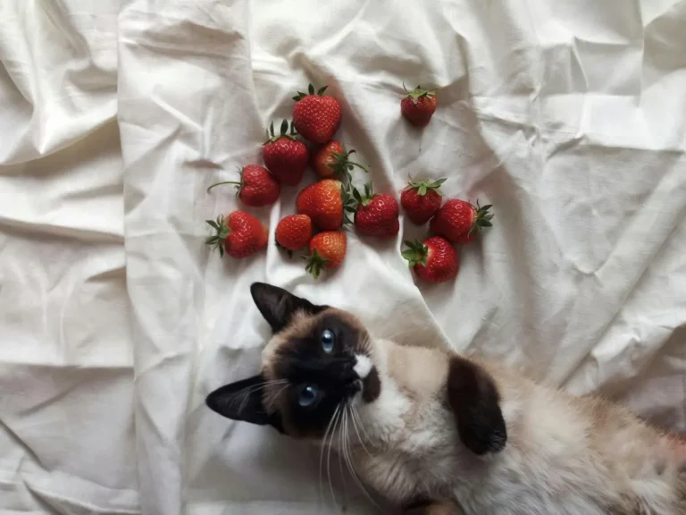 Чи можна котам полуницю: користь, ризики та правила годування