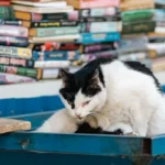 Книжки про котів і собак на тлі літнього відпочинку