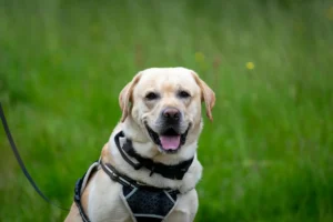 hero 80