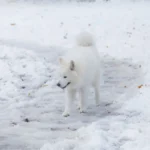 Пухнастий білий самоїд із чистою доглянутою шерстю йде засніженою стежкою морозного зимового дня