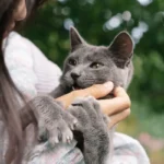 Грайливе кошеня лагідно покусує палець господаря