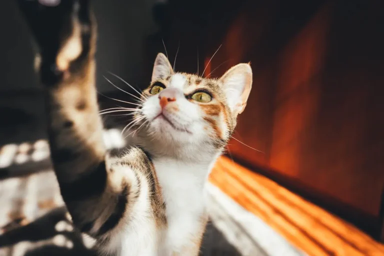 Чому коти відкривають рота, коли щось нюхають? Чи це нормально?