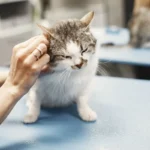 Ветеринар оглядає кота на столі у світлій ветеринарній клініці