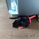 IMG 0513 pet