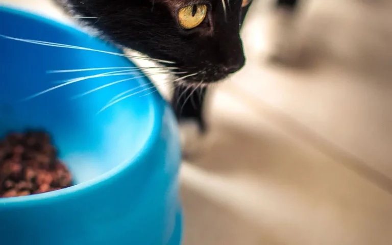 Алергія у котів на корм: симптоми та чим годувати