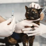 Ветеринар оглядає кота у чистому кабінеті клініки, турботливий огляд домашнього улюбленця