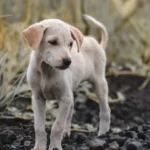 Спокійний собака відпочиває вдома у світлій кімнаті, розслаблена поза домашнього улюбленця
