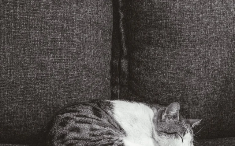 Чи можна котам апельсини?