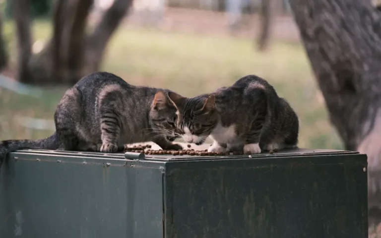 Чи можна котам їсти батат?