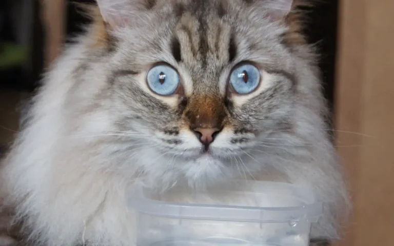Чи можна котам їсти рис?