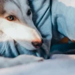 Спокійний собака відпочиває вдома у світлій кімнаті, розслаблена поза домашнього улюбленця