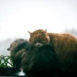 Кіт спокійно спочиває вдома на світлій підстилці, мирна атмосфера затишної оселі