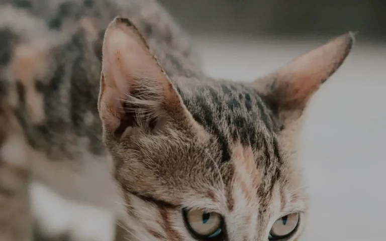 Чи можуть коти їсти тунця? Чи безпечний тунець для котів?