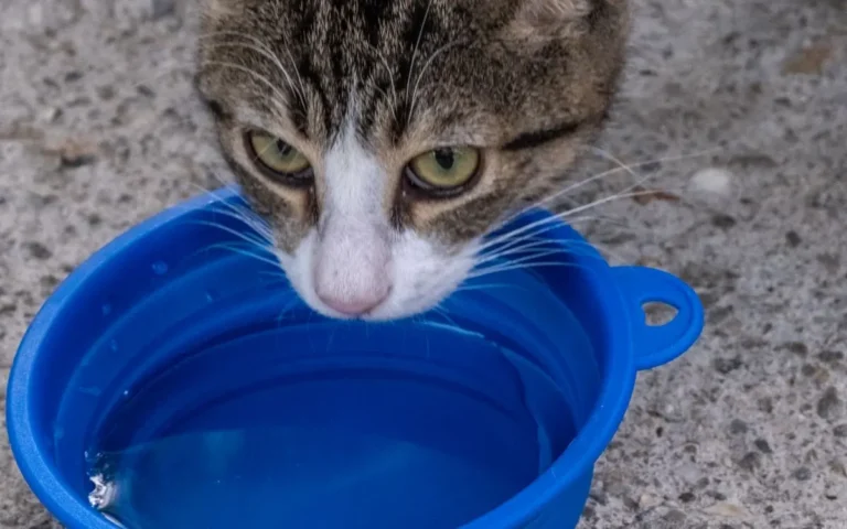Прикмети про котів на погоду: чи справді коти її передбачають