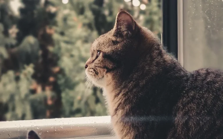 Чи сумують коти за хазяїном, коли цілий день самі вдома?