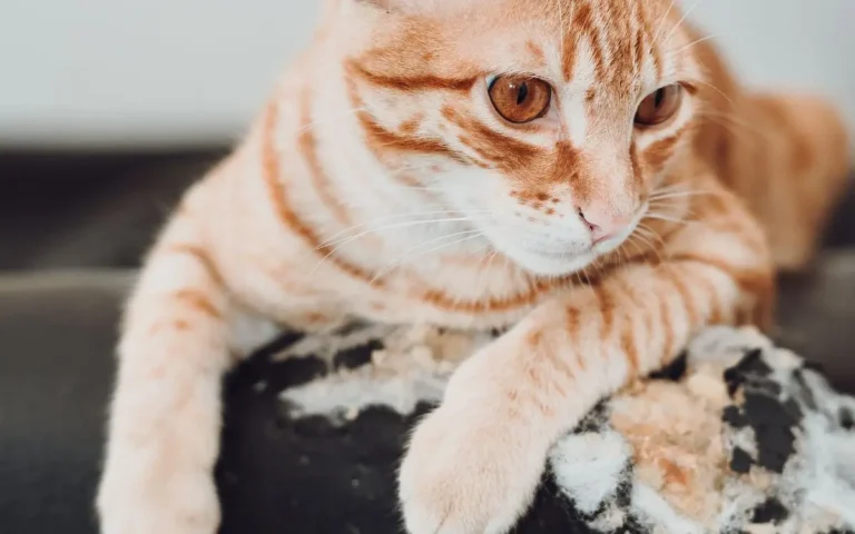 Чи всі коти мітять територію?