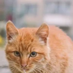 Свійський кіт ласує кормом із миски, детальний знімок годування зблизька