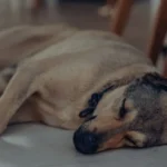Спокійний собака відпочиває вдома у світлій кімнаті, розслаблена поза домашнього улюбленця