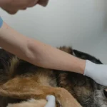 Ветеринар оглядає собаку у клініці за допомогою стетоскопа, турботливий медичний огляд