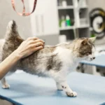 Ветеринарний лікар уважно перевіряє кота на оглядовому столі клініки