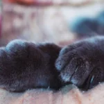Крупний план двох передніх лап темного кота з ледь помітними кігтями на м'якій поверхні у теплому світлі