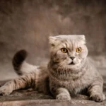 Шотландська висловуха кішка лежить зі складеними вухами